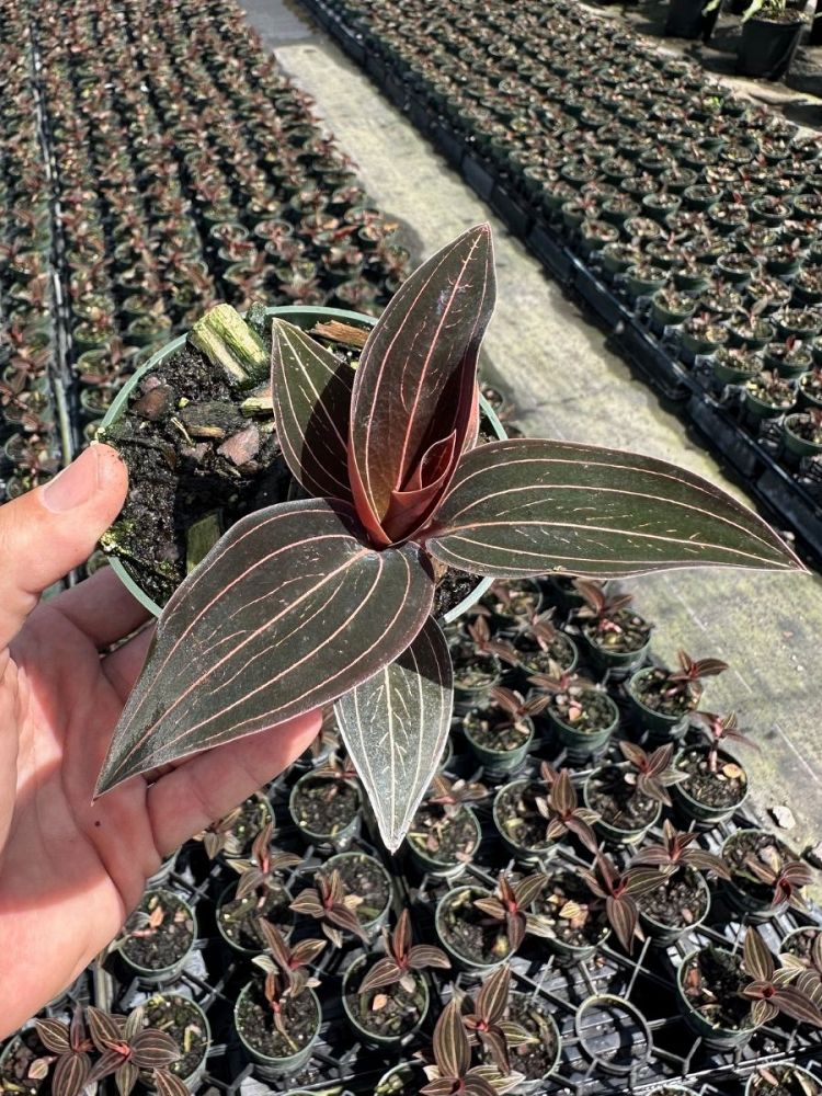 ludisia-discolor-jewel-orchid-variegated-ludisia-species-orchid