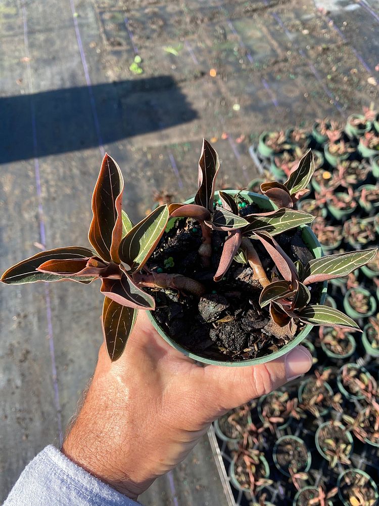 ludisia-discolor-jewel-orchid-variegated-ludisia-species-orchid
