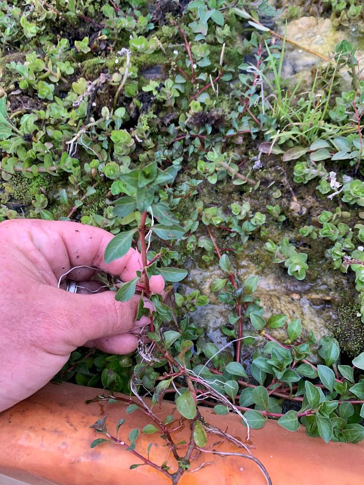 ludwigia-repens-creeping-primrose-willow-floating-water-primrose
