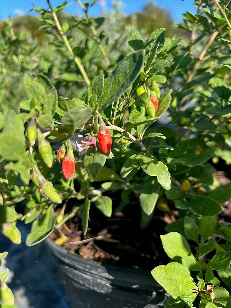 lycium-barbarum-goji-berry-edible