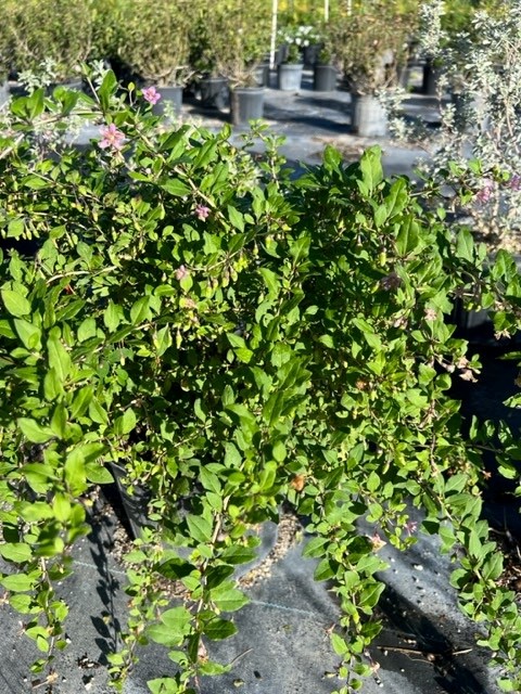 lycium-barbarum-goji-berry-edible