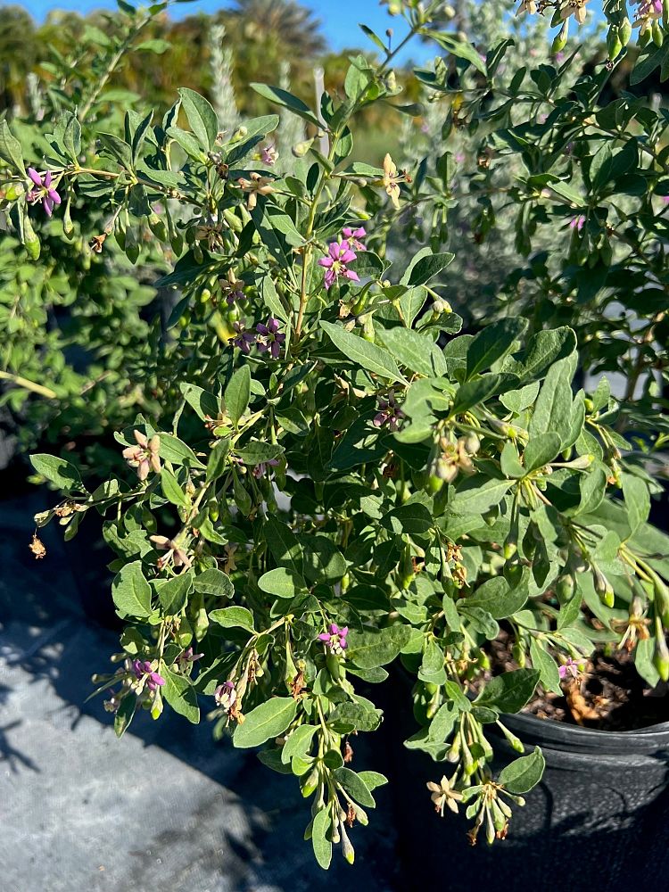 lycium-barbarum-goji-berry-edible