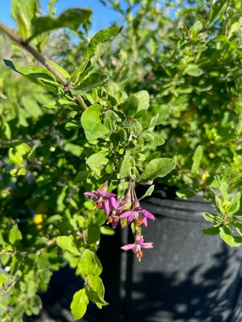lycium-barbarum-goji-berry-edible