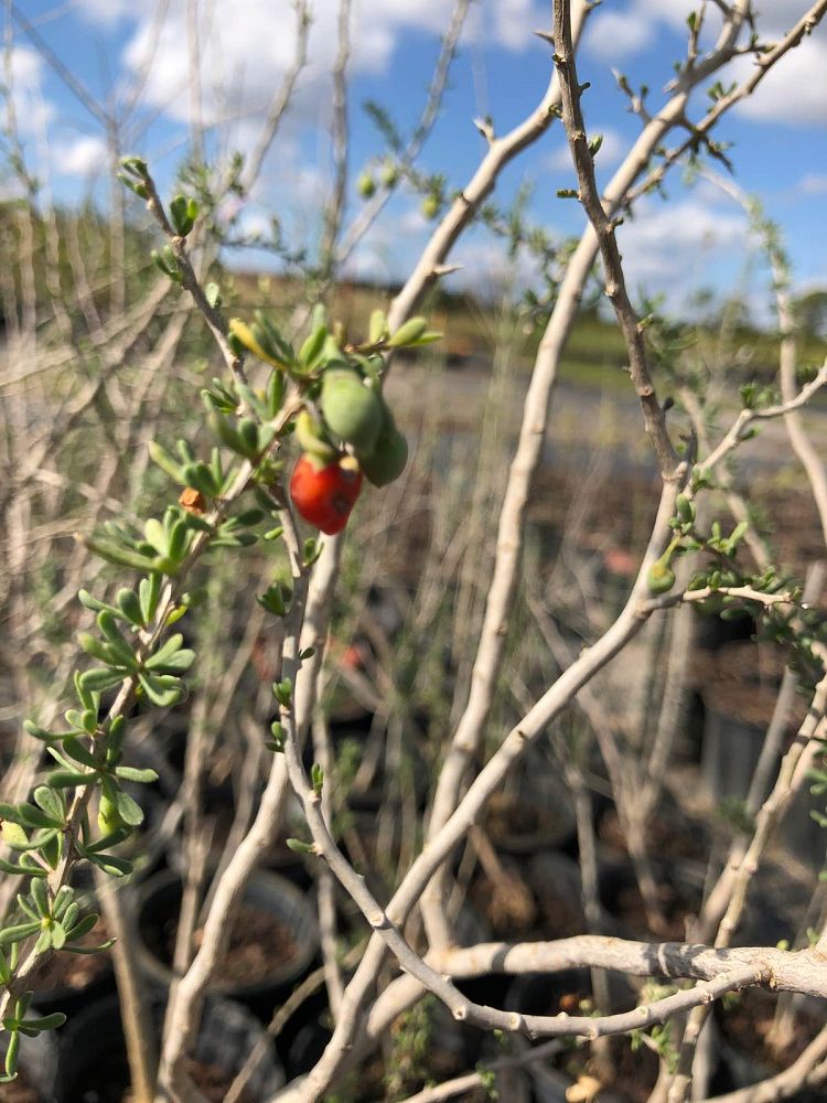 lycium-carolinianum-christmas-berry