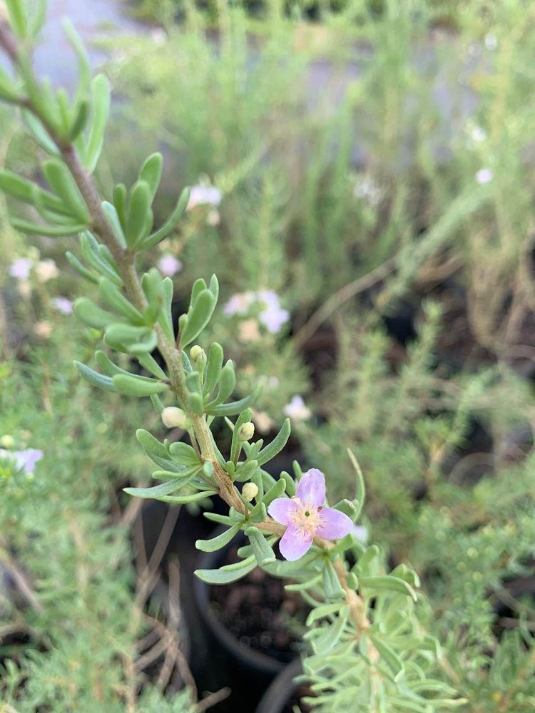 lycium-carolinianum-christmas-berry