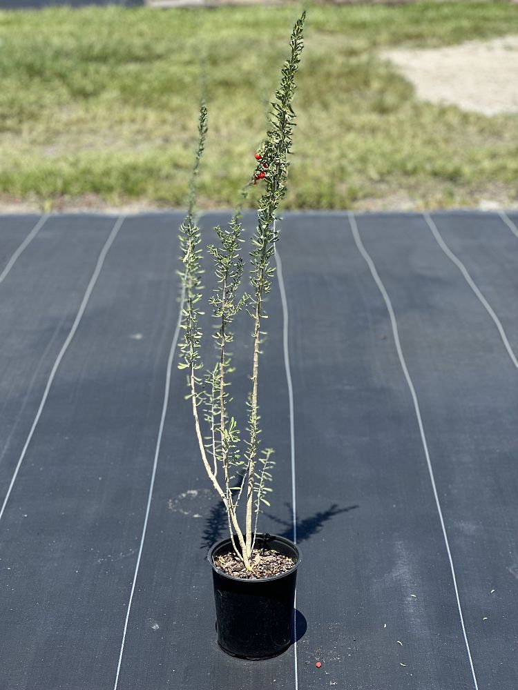 lycium-carolinianum-christmas-berry