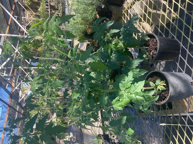 lycopersicon-lycopersicum-patio-tomato