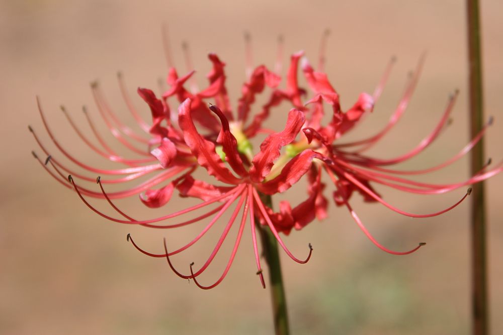 lycoris-radiata