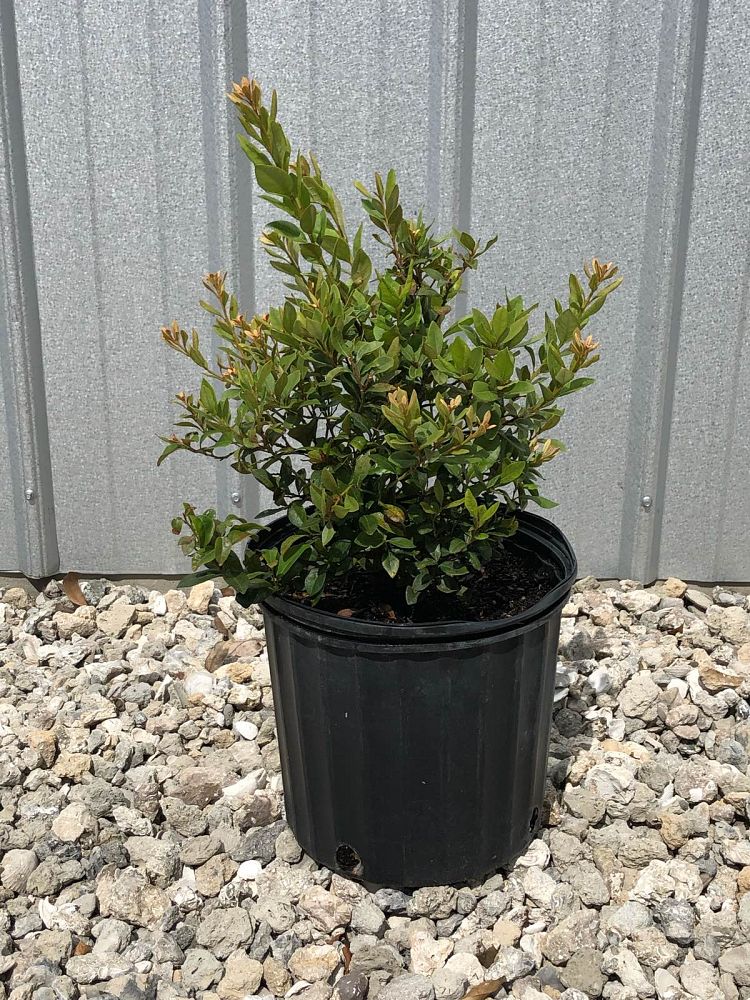 lyonia-ferruginea-rusty-lyonia