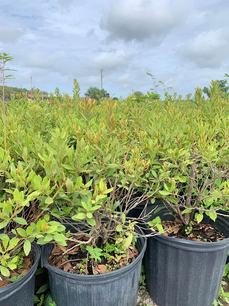 lyonia-ferruginea-rusty-lyonia