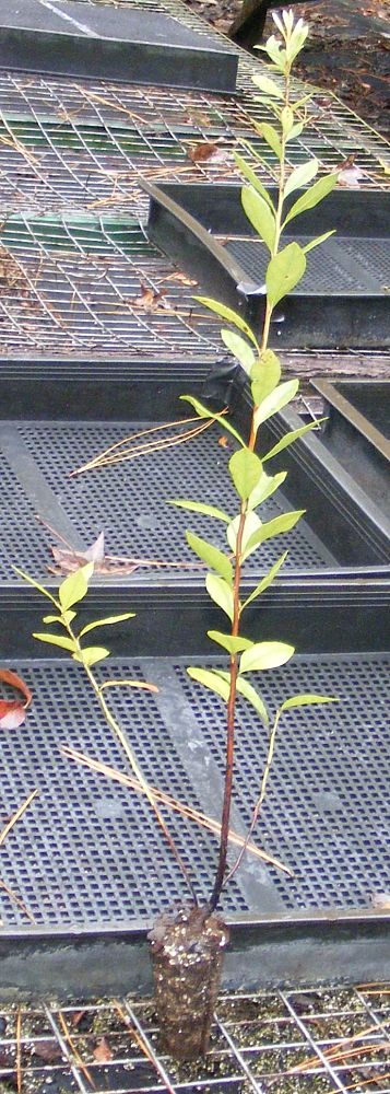 lyonia-ferruginea-rusty-lyonia