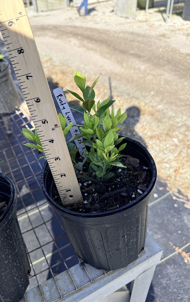 lyonia-ferruginea-rusty-lyonia