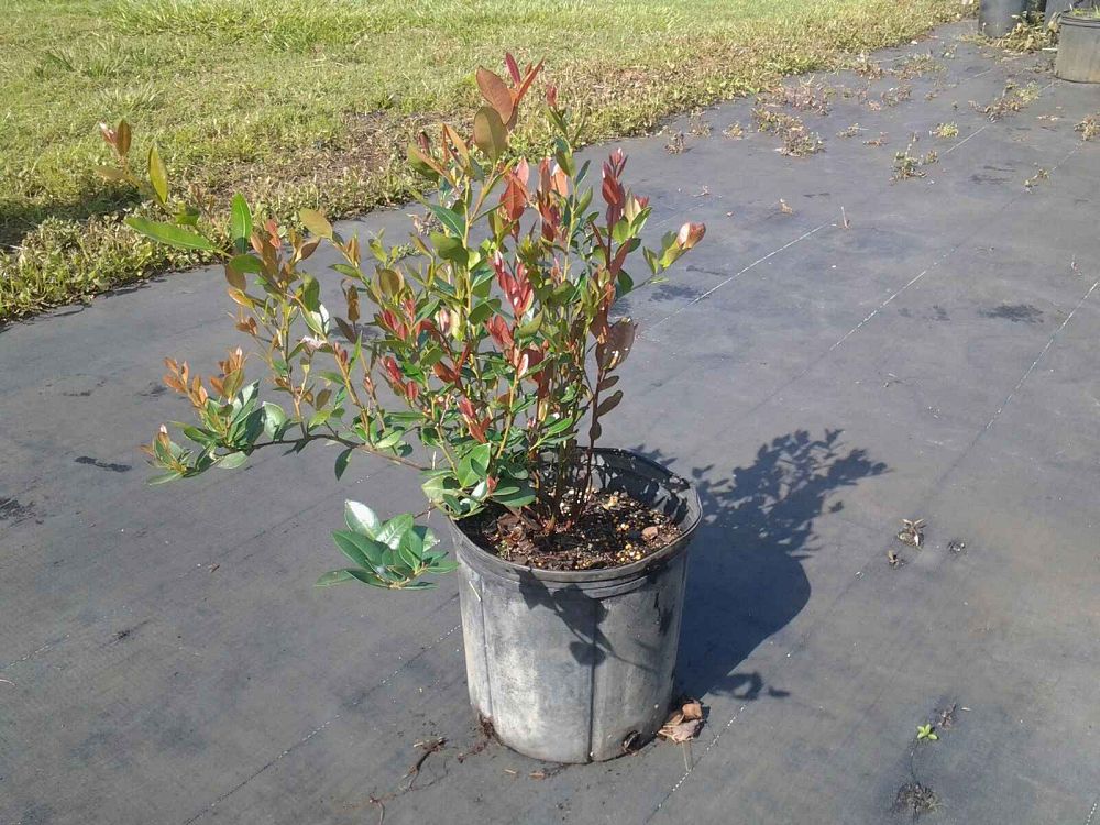 lyonia-lucida-fetterbush