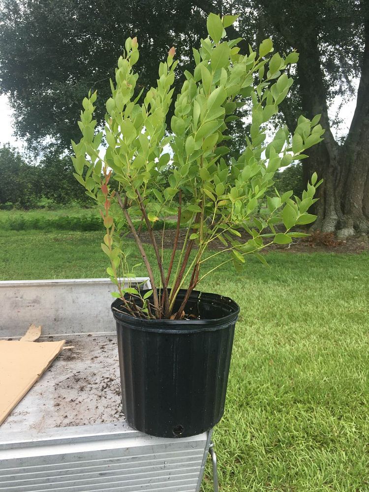 lyonia-lucida-fetterbush