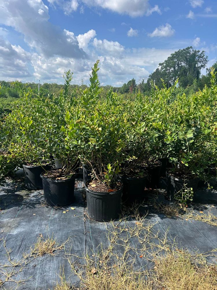 lyonia-lucida-fetterbush