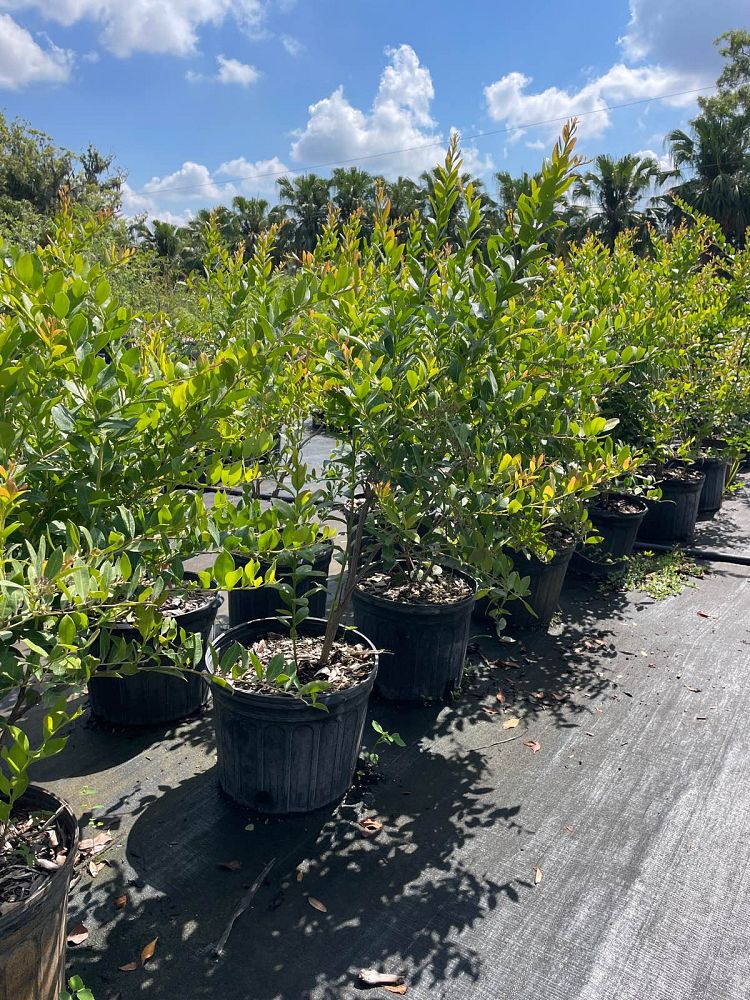 lyonia-lucida-fetterbush