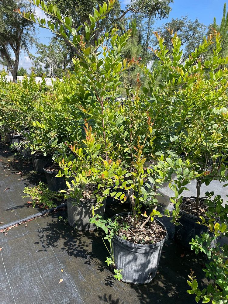 lyonia-lucida-fetterbush