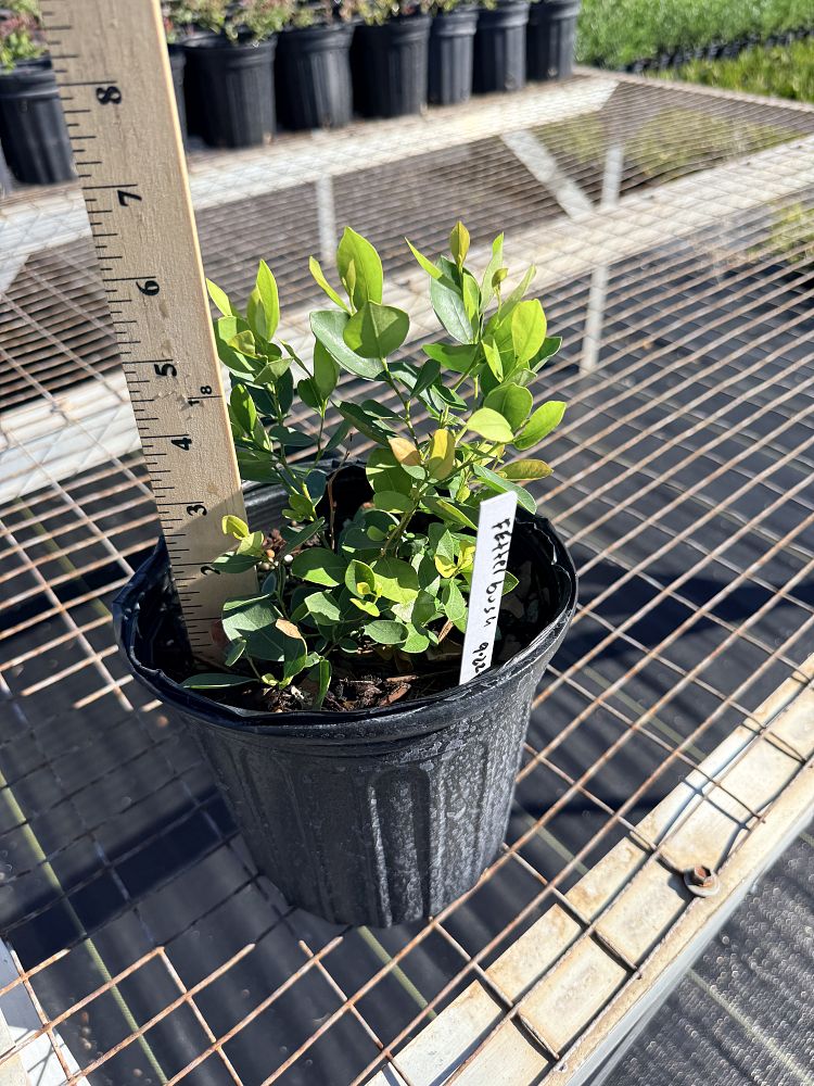 lyonia-lucida-fetterbush