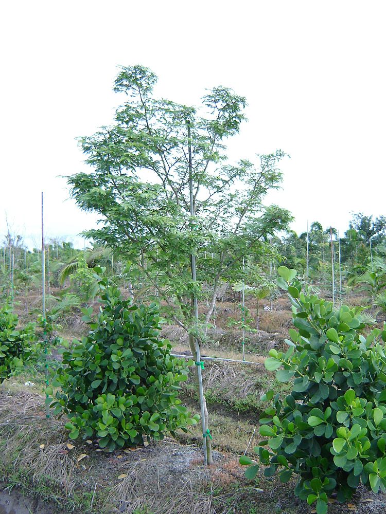 lysiloma-latisiliquum-wild-tamarind-florida-native-tamarind