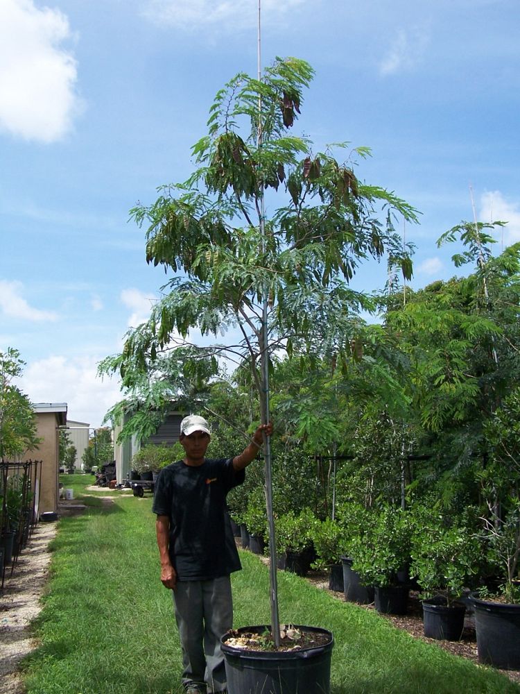 lysiloma-latisiliquum-wild-tamarind-florida-native-tamarind