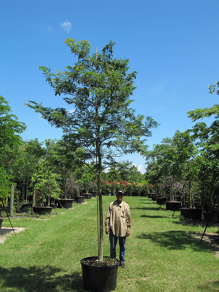 lysiloma-latisiliquum-wild-tamarind-florida-native-tamarind
