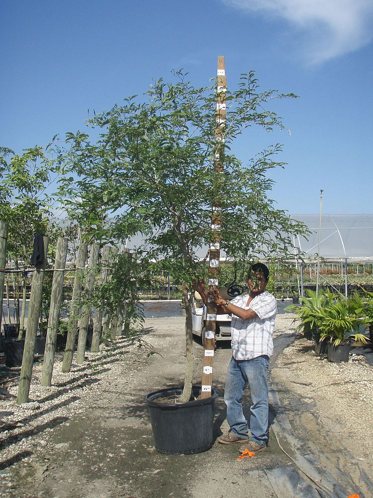 lysiloma-latisiliquum-wild-tamarind-florida-native-tamarind