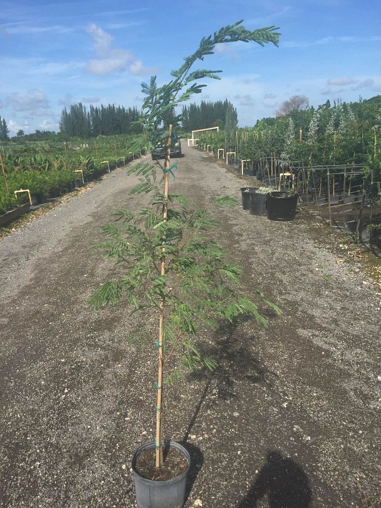 lysiloma-latisiliquum-wild-tamarind-florida-native-tamarind