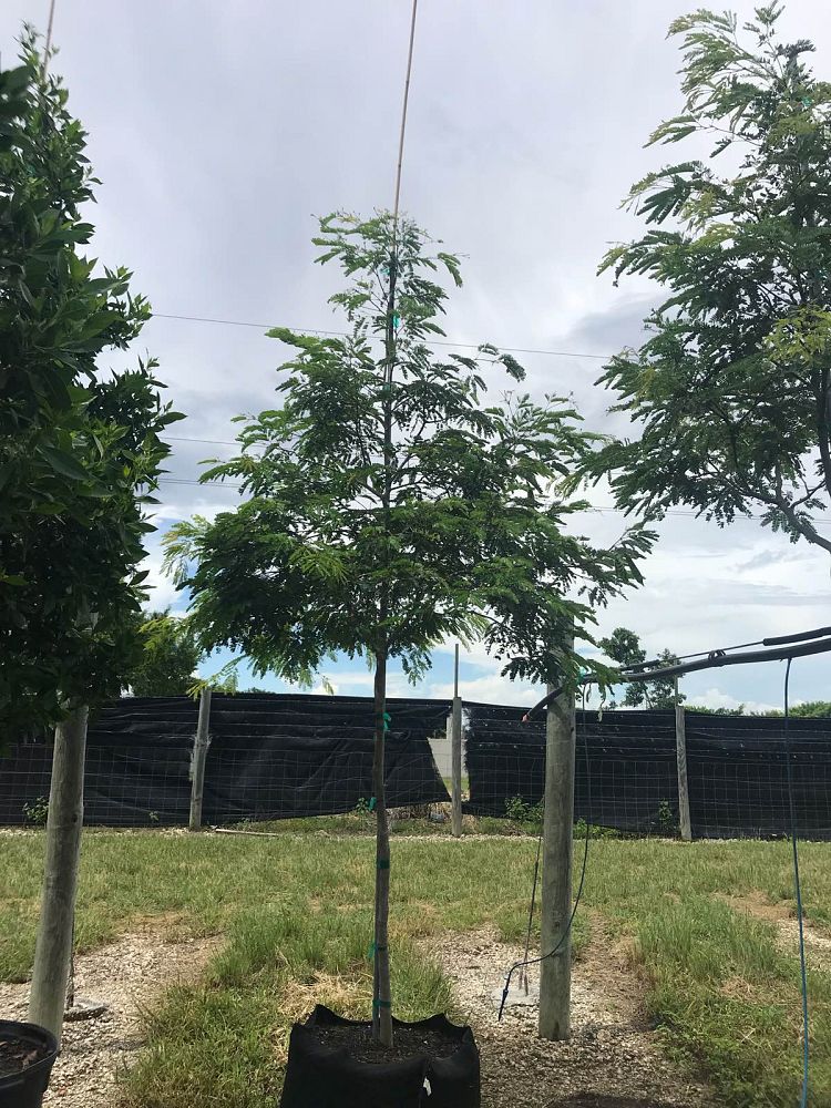 lysiloma-latisiliquum-wild-tamarind-florida-native-tamarind
