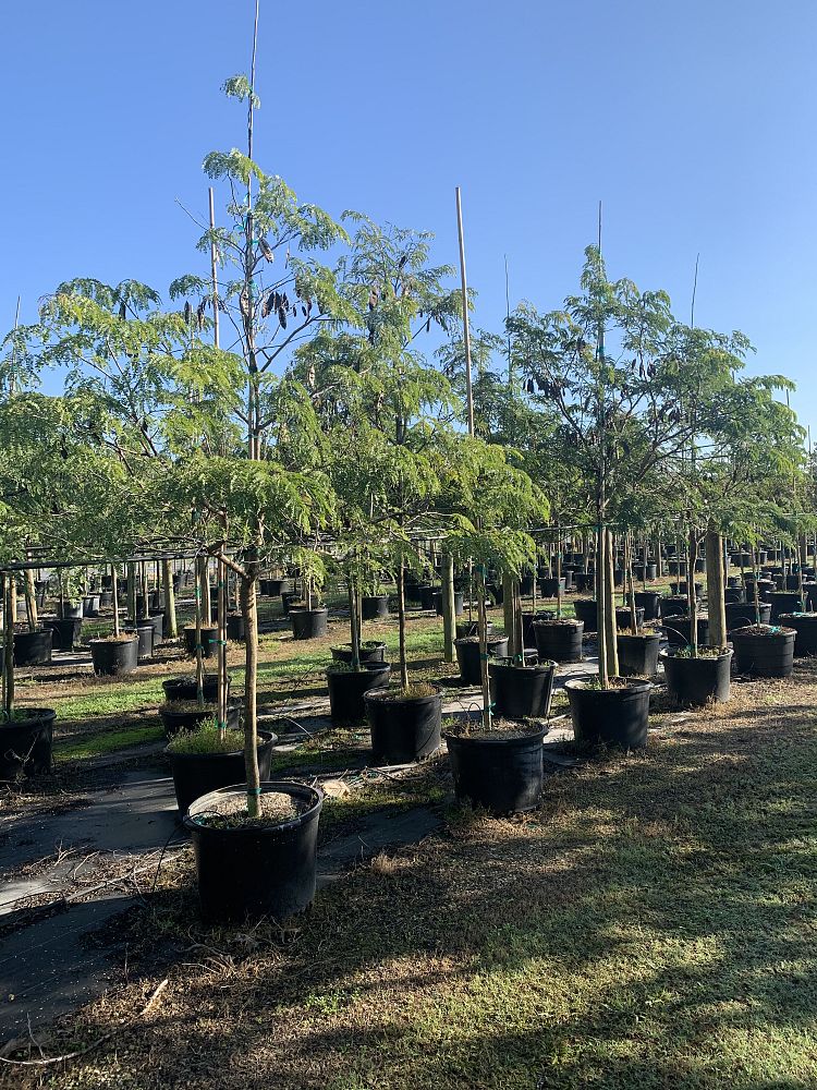 lysiloma-latisiliquum-wild-tamarind-florida-native-tamarind