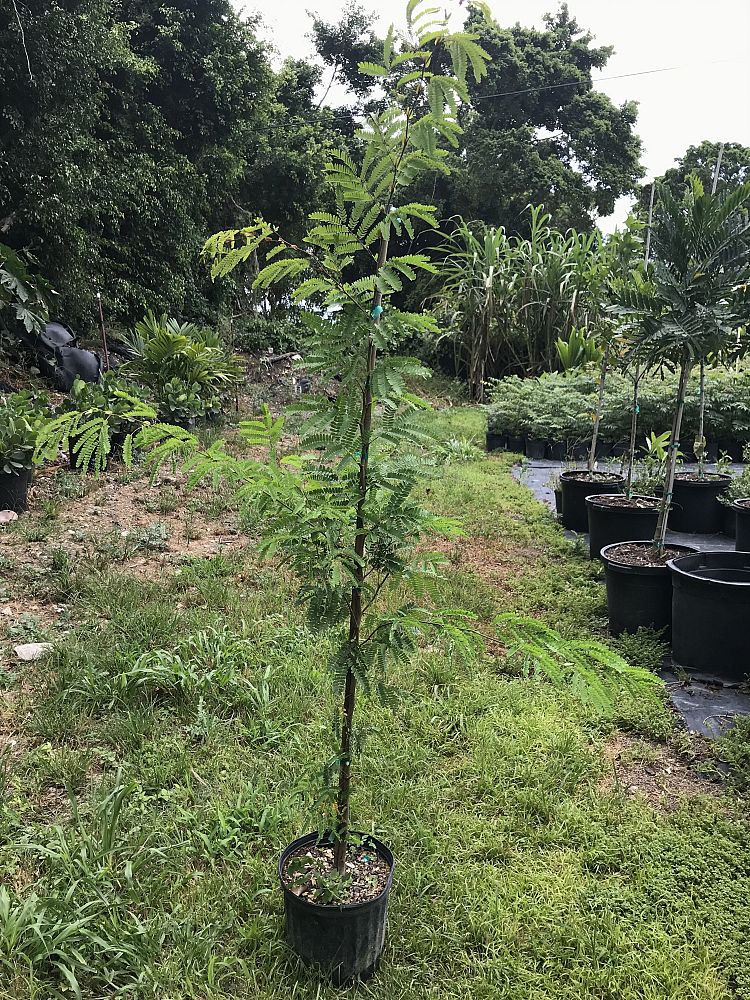 lysiloma-latisiliquum-wild-tamarind-florida-native-tamarind