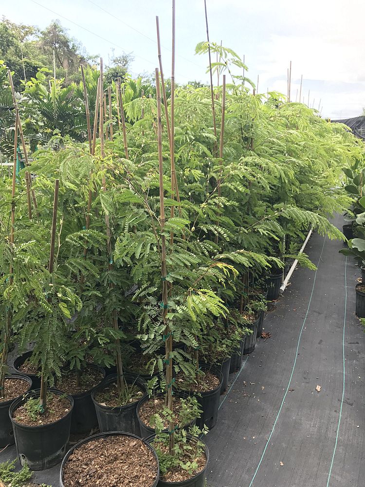 lysiloma-latisiliquum-wild-tamarind-florida-native-tamarind