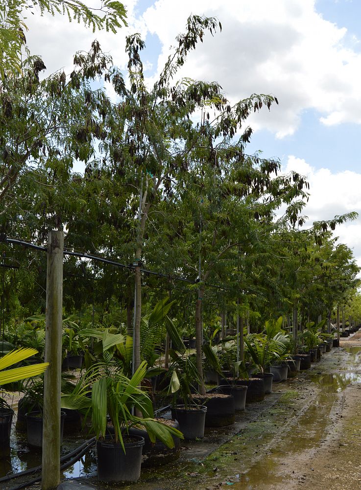 lysiloma-latisiliquum-wild-tamarind-florida-native-tamarind