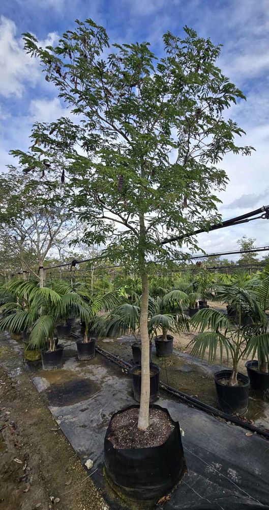 lysiloma-latisiliquum-wild-tamarind-florida-native-tamarind