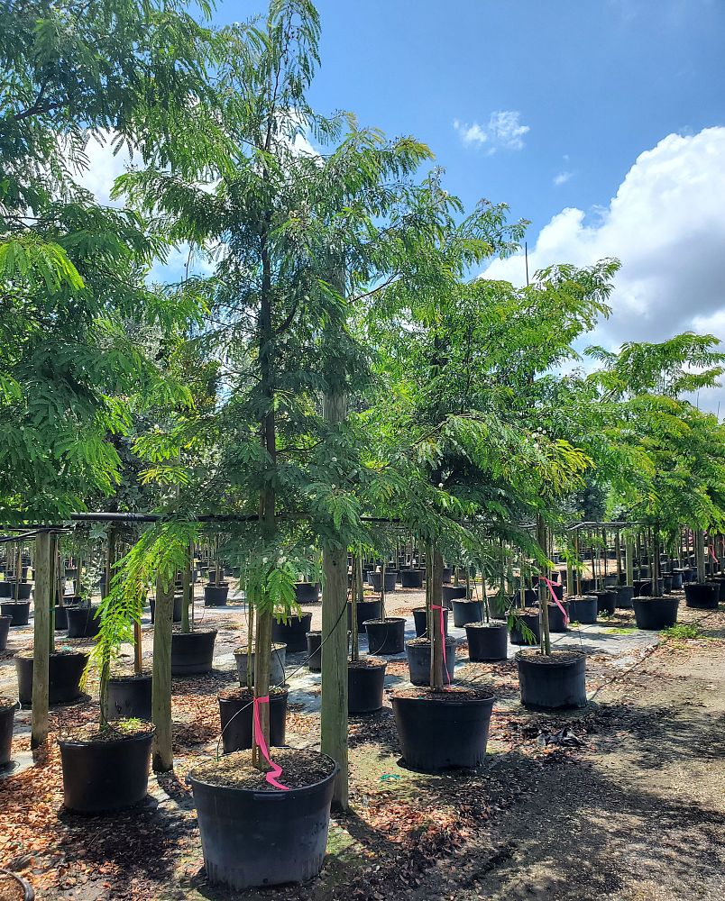 lysiloma-latisiliquum-wild-tamarind-florida-native-tamarind