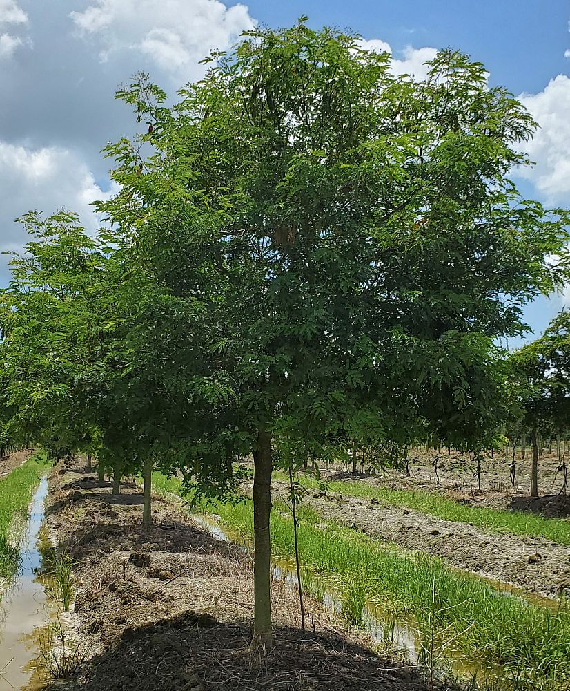 lysiloma-latisiliquum-wild-tamarind-florida-native-tamarind