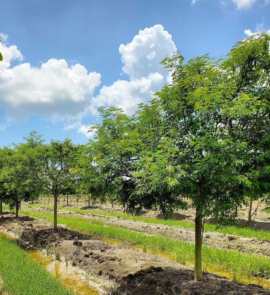 lysiloma-latisiliquum-wild-tamarind-florida-native-tamarind