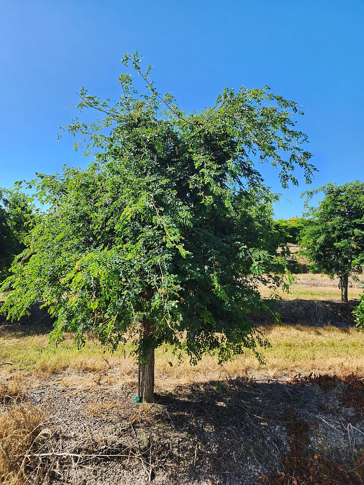 lysiloma-latisiliquum-wild-tamarind-florida-native-tamarind