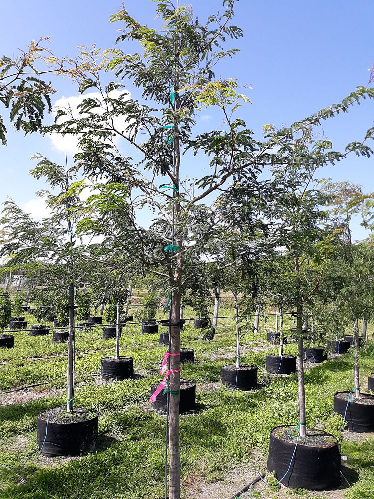 lysiloma-latisiliquum-wild-tamarind-florida-native-tamarind