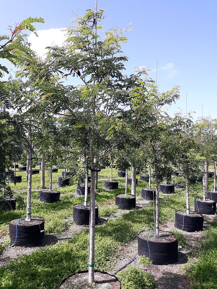 lysiloma-latisiliquum-wild-tamarind-florida-native-tamarind
