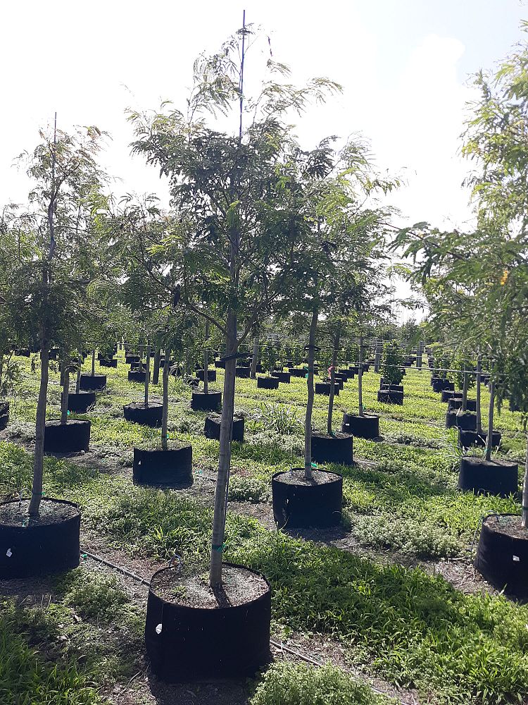 lysiloma-latisiliquum-wild-tamarind-florida-native-tamarind