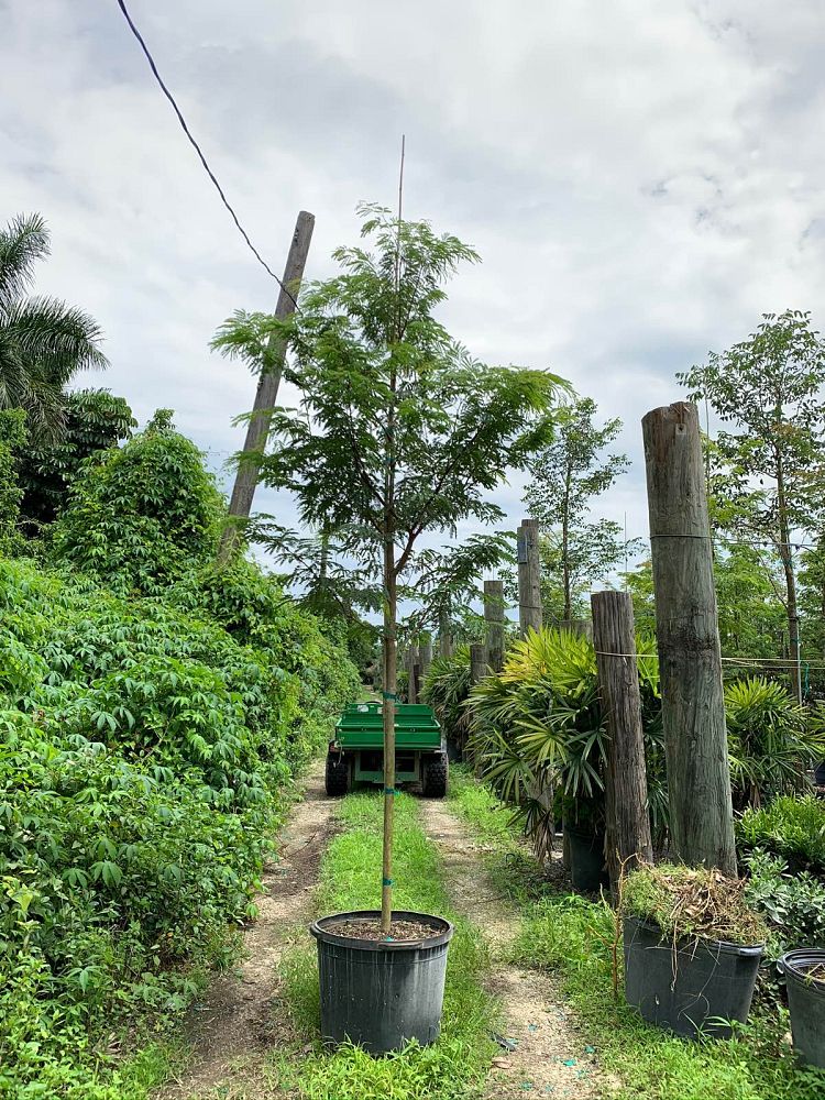 lysiloma-latisiliquum-wild-tamarind-florida-native-tamarind