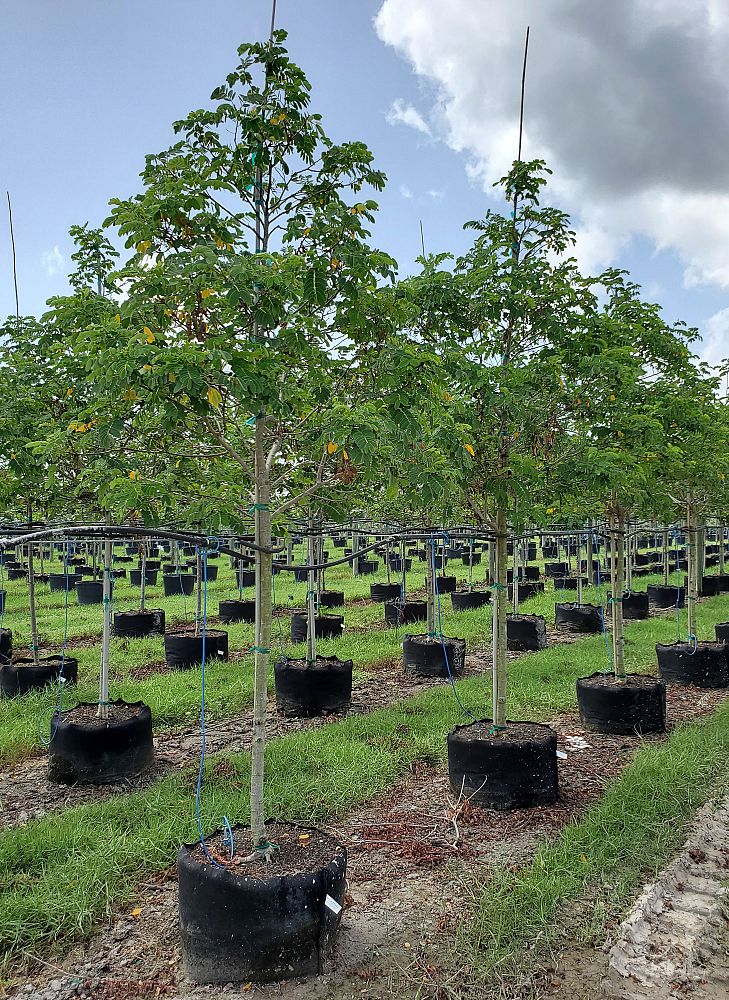 lysiloma-latisiliquum-wild-tamarind-florida-native-tamarind
