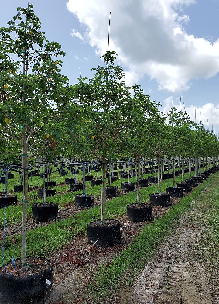 lysiloma-latisiliquum-wild-tamarind-florida-native-tamarind
