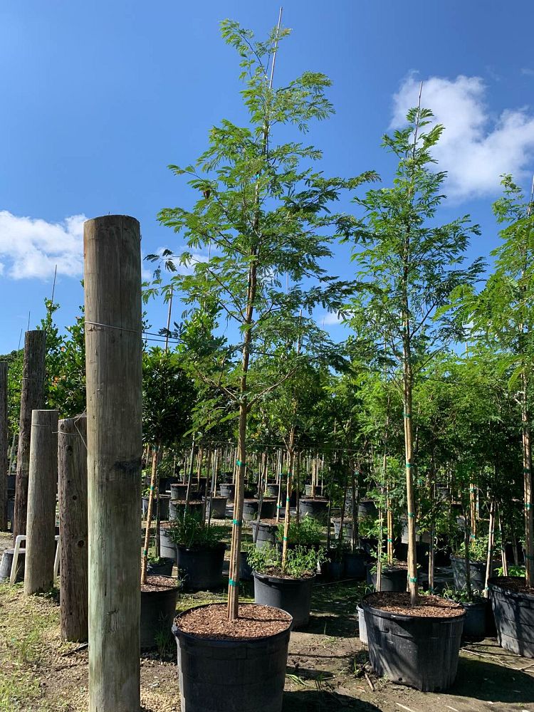 lysiloma-latisiliquum-wild-tamarind-florida-native-tamarind