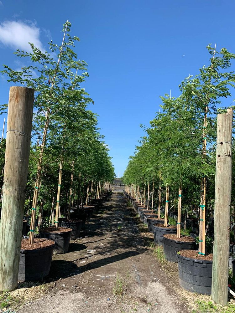 lysiloma-latisiliquum-wild-tamarind-florida-native-tamarind