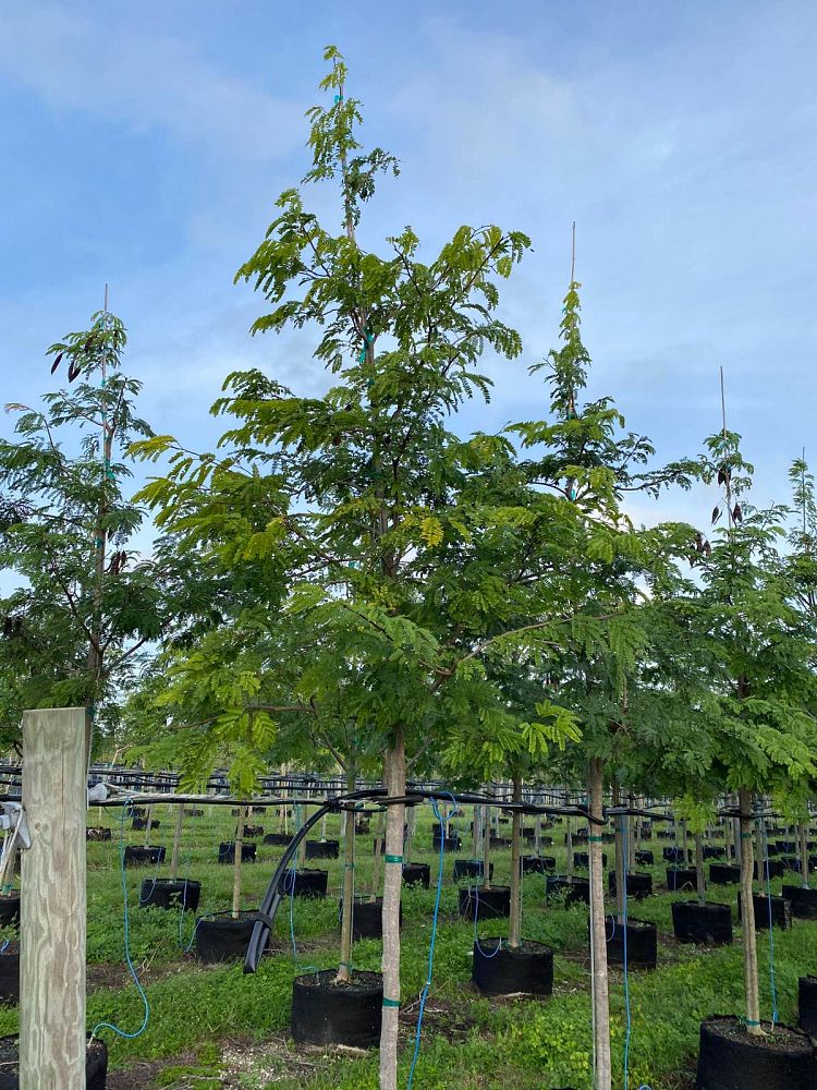 lysiloma-latisiliquum-wild-tamarind-florida-native-tamarind