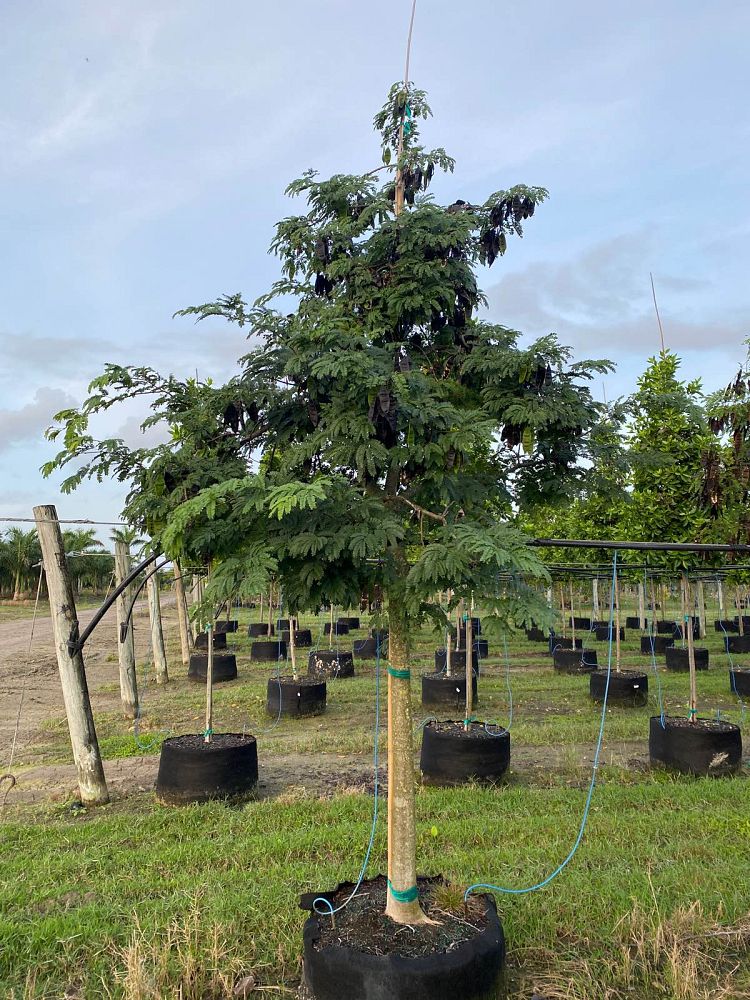 lysiloma-latisiliquum-wild-tamarind-florida-native-tamarind