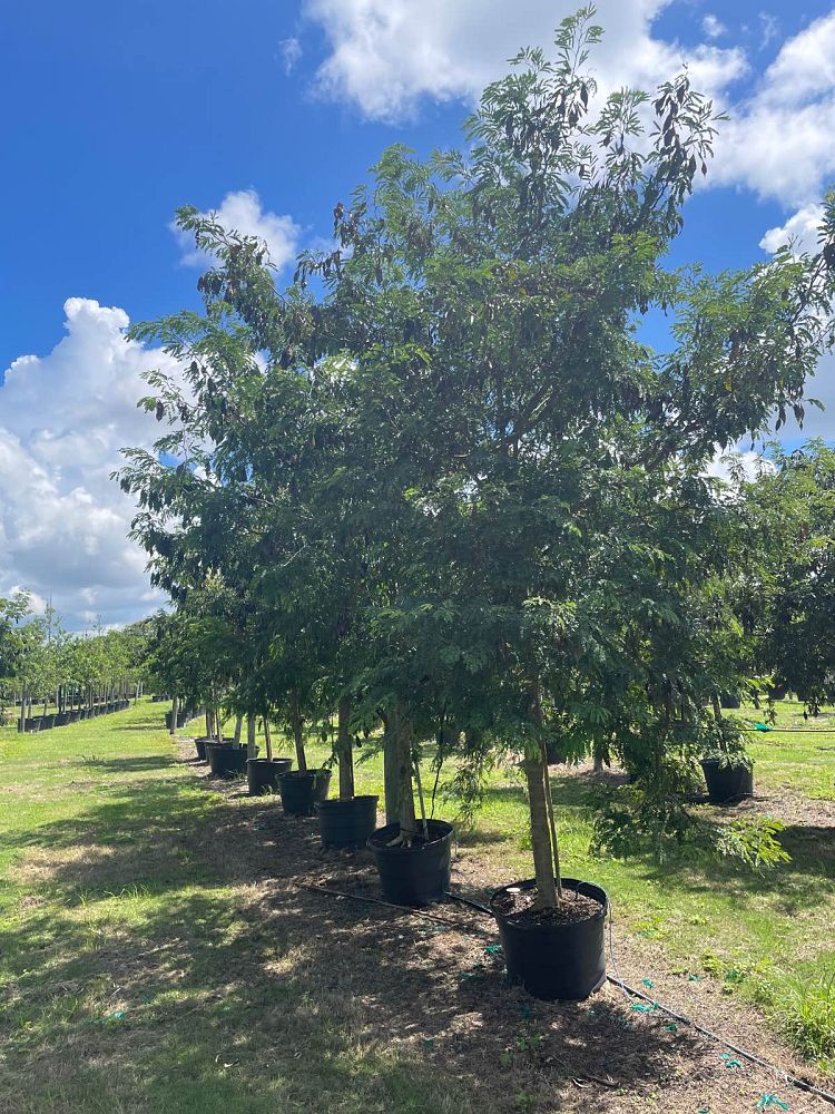 lysiloma-latisiliquum-wild-tamarind-florida-native-tamarind