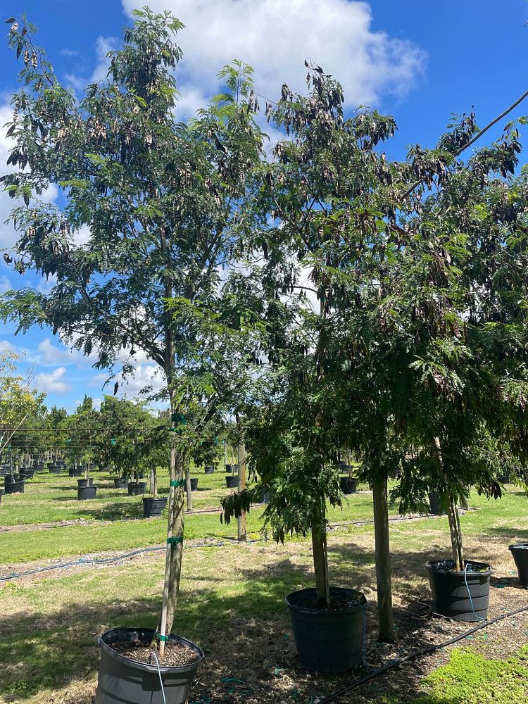 lysiloma-latisiliquum-wild-tamarind-florida-native-tamarind