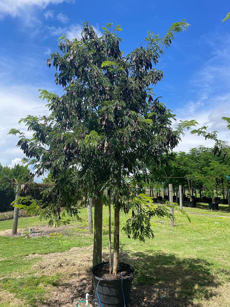 lysiloma-latisiliquum-wild-tamarind-florida-native-tamarind